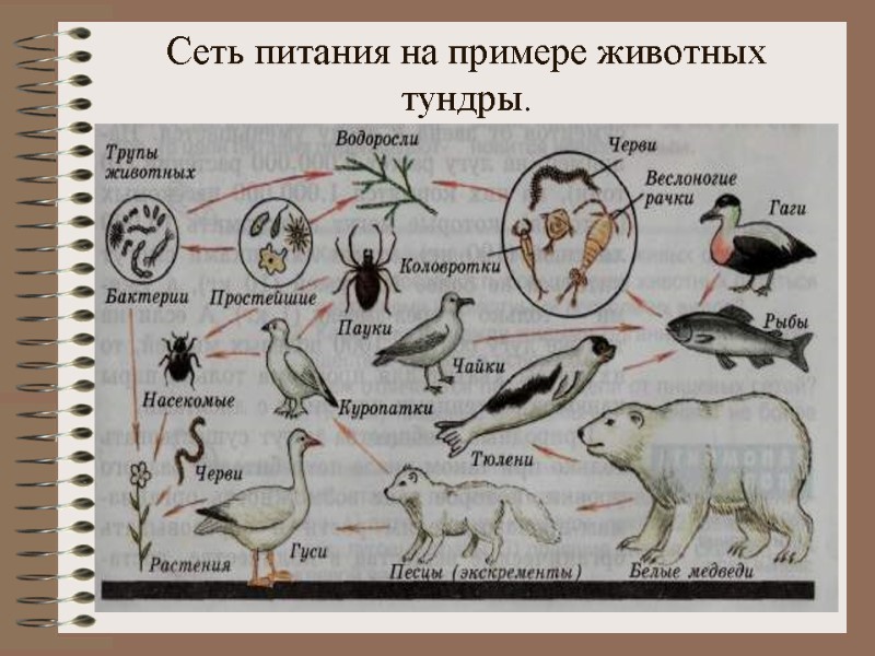 Сеть питания на примере животных тундры.